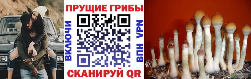 Галлюциногенные грибы Psilocybe  Ахтубинск 